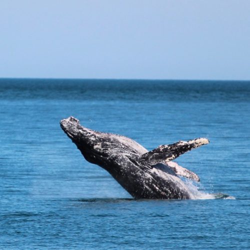 baleias-golfinhos-ilhabela-capa